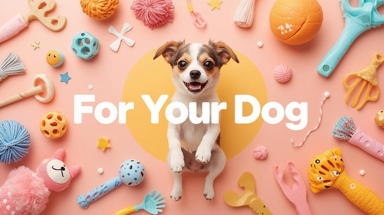 DOG Accessories