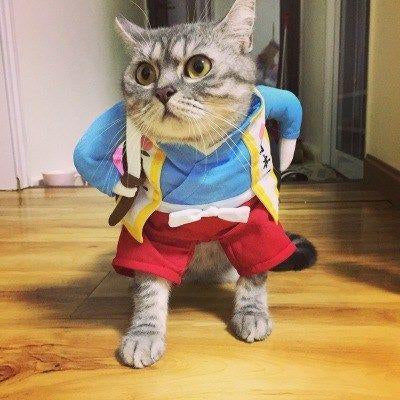 Funny Pet Costumes – Hilarious Halloween Outfits for Cats & Dogs